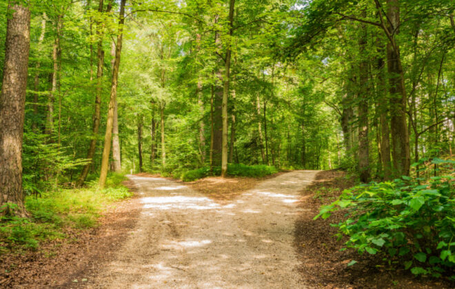 Robert Frost’s The Road Not Taken – Analysis & Meaning