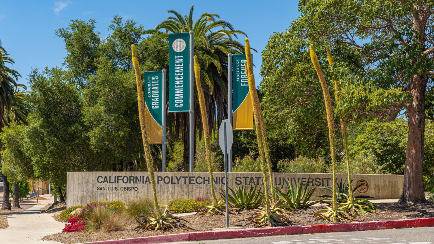 Cal Poly Transfer Acceptance Rate and Requirements — 2024